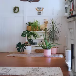 Indoor Plants & Vases