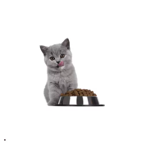 Cat Food